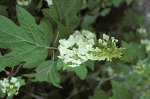 Oakleaf hydrangea white flowers